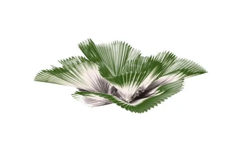 Leaf of palm tree isolated on white background.clipping path Stock Photos