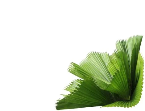 Leaf of palm tree isolated on white background Foto stock