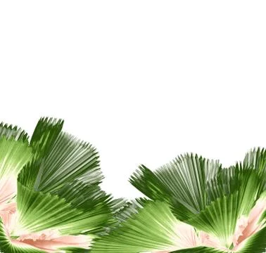 Leaf of palm tree isolated on white background Stock Photos