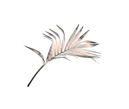 Leaf of palm tree isolated on white background Stock Photos