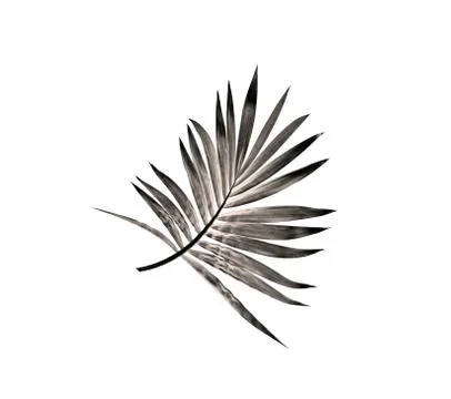 Leaf of palm tree isolated on white background Stock Photos