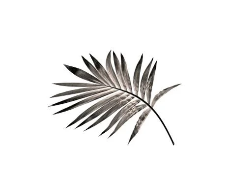 Leaf of palm tree isolated on white background Stock Photos