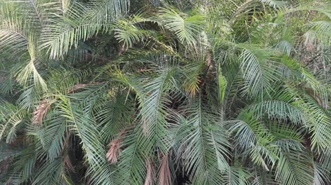 Leaf of palm tree movement 動画素材 35576620