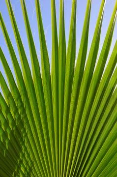 Leaf of palm tree Stock Photos