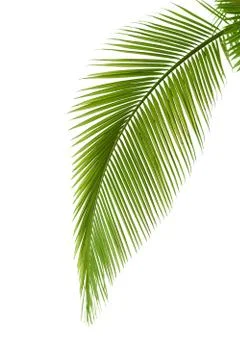 Leaf of palm tree Stock Photos