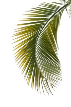 Leaf of palm tree Stock Photos