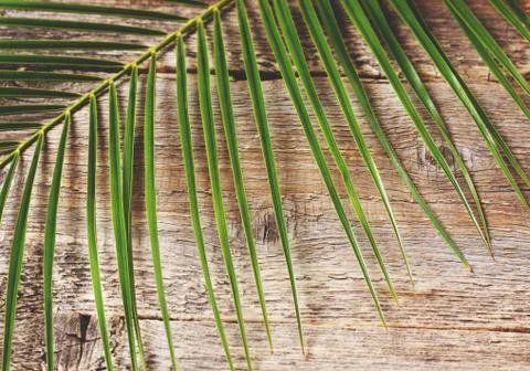Leaf of a palm tree Stock Photos