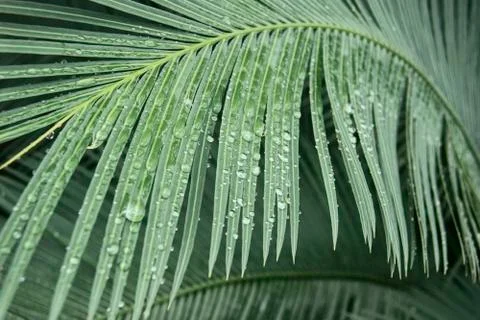 Leaf of a palm tree in rain drops Stock Photos