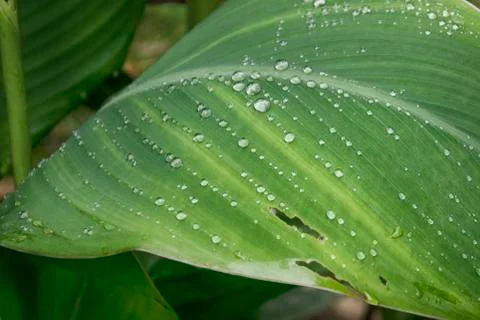 Leaf of a palm tree in rain drops Stock Photos
