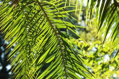 Leaf of palm tree in sunlight Foto stock