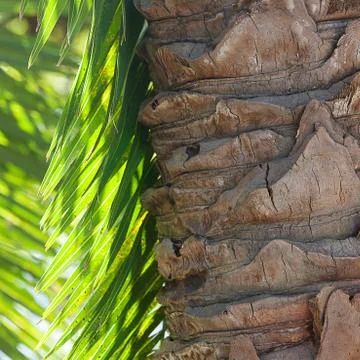 Leaf of palm tree in sunlight Foto stock