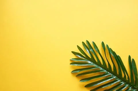 A leaf of a palm tree on a yellow background.A place for text. Creativity and Stock Photos