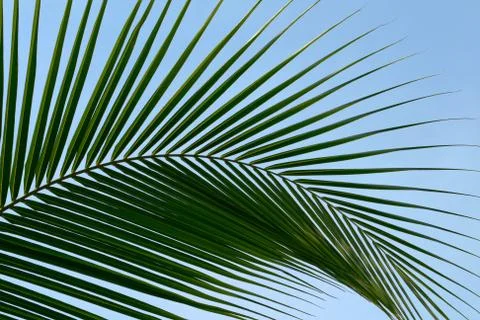 Leaf palm trees Foto stock