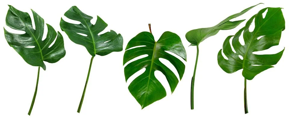 Leaf palm,collection of green leaves pattern isolated on white background Stock Photos