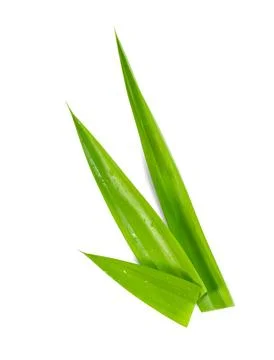 Leaf Pandan isolated on white background ,Green leaves pattern ,include cli.. Stock Photos