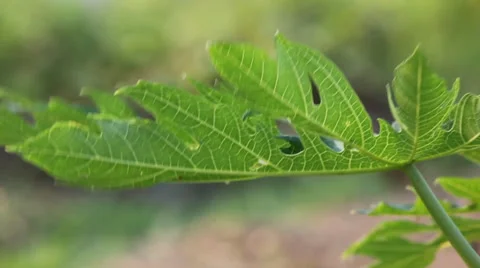 Leaf of papaya tree movement 動画素材 35576594