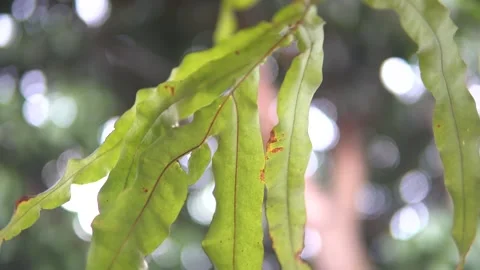 A leaf of parasite swaying in the light breeze video 2 Video stock 220239754