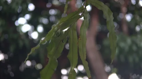 A leaf of parasite swaying in the light breeze Video stock 220239756