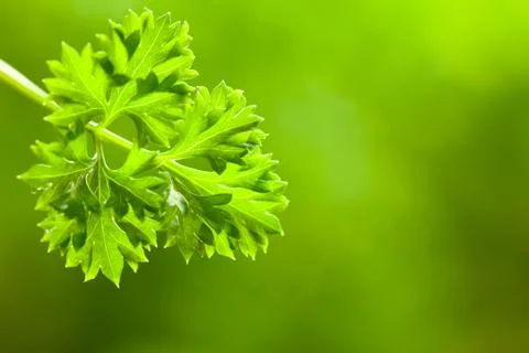 Leaf of parsley Stock Photos