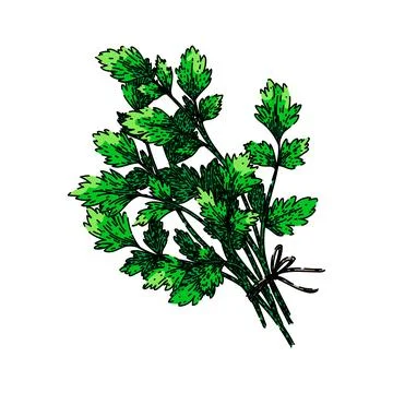 Leaf parsley sketch hand drawn vector Stock Illustration