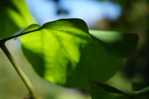 Leaf partially in the sunlight Stock Photos