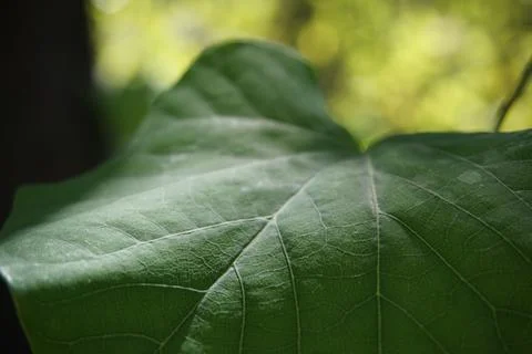 Leaf partially in the sunlight Stock Photos