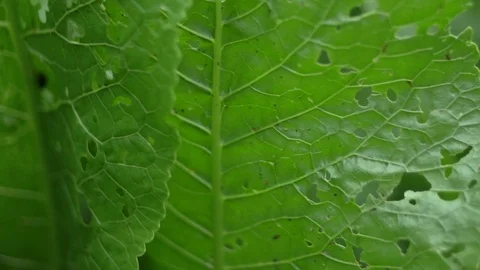 Leaf Partly Eaten By Bugs Stock Footage 111970603