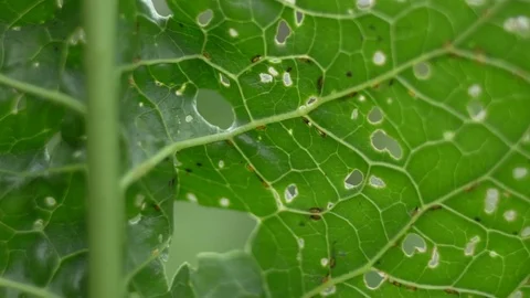 Leaf Partly Eaten By Bugs Stock Footage 111970646