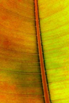 Leaf parttern Stock Photos