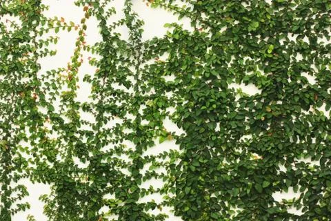 Leaf patten on the white wall Stock Photos