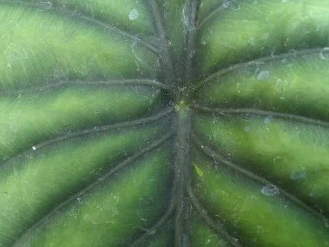 Leaf Pattern 1 Stock Photos