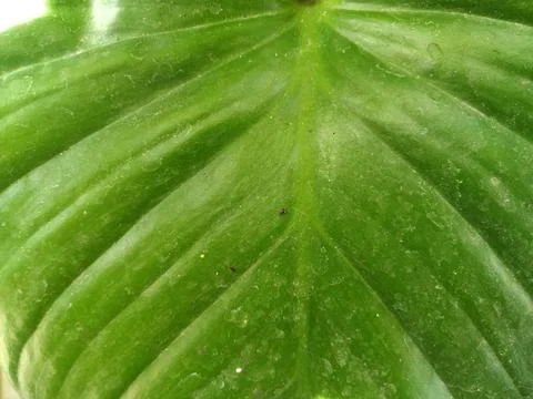 Leaf Pattern 2 Stock Photos