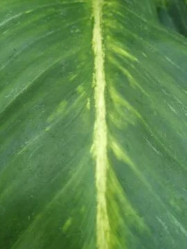 Leaf Pattern 3 Stock Photos