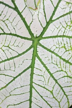 Leaf pattern background Stock Photos