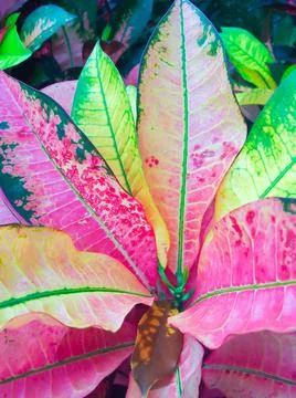 Leaf pattern background Stock Photos