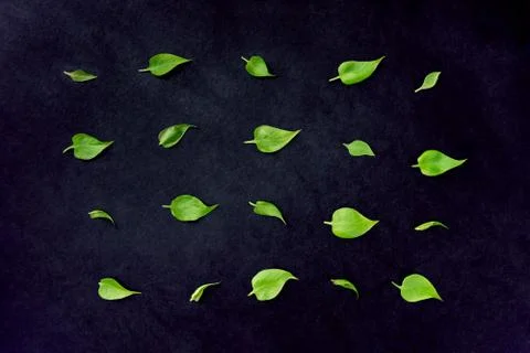 Leaf pattern on black background Stock Photos
