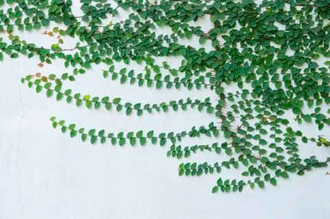 Leaf pattern of Coatbuttons, Mexican daisy plant. Stock Photos