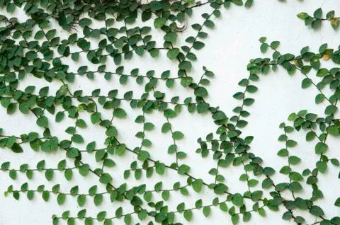 Leaf pattern of Coatbuttons, Mexican daisy plant. Stock Photos