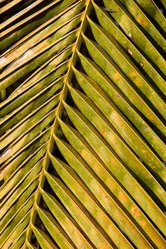 Leaf Pattern of Coconut Tree Stock Photos
