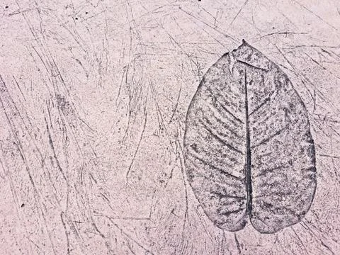 Leaf pattern in concrete Stock Photos