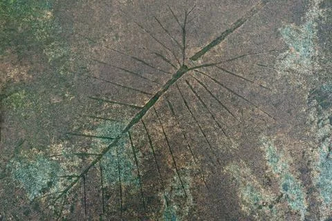 Leaf Pattern on Concrete Walkway 스톡 사진