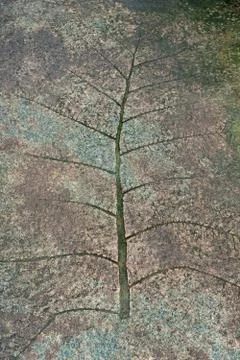 Leaf Pattern on Concrete Walkway Stock Photos