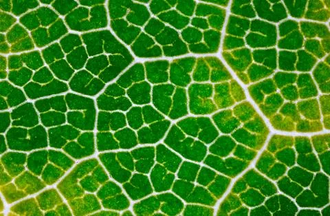 Leaf pattern detail, Detailed closeup of plant cellular network, Magnified view Stock Photos