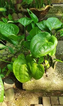 A leaf pattern of Echinodorus palaefolius, a tropical ornamental plant with gree Stock Photos
