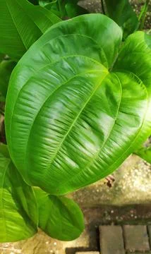A leaf pattern of Echinodorus palaefolius, a tropical ornamental plant with gree Stock Photos