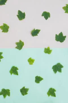 Leaf pattern. Frame made of green leaves of currant, oak on pastel background Stock Photos
