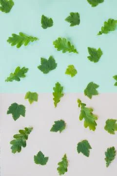 Leaf pattern. Frame made of green leaves of currant, oak on pastel background Stock Photos