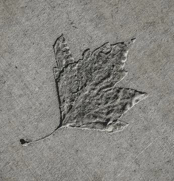 Leaf pattern on gray concrete background Stock Photos