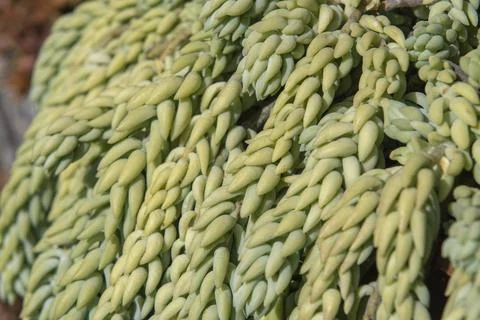 Leaf pattern with green background nature outdoor Foto stock