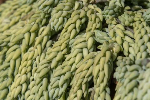 Leaf pattern with green background nature outdoor Foto stock